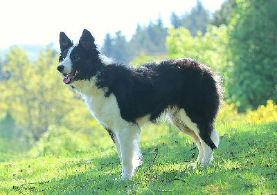 Étalon Border Collie - Tosca Du Domaine De La Fauvette