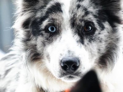 Étalon Border Collie - Nova (Sans Affixe)