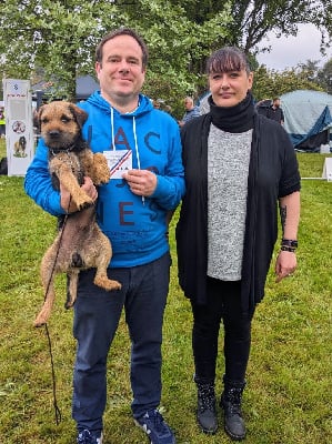 Étalon Border Terrier - Ulysse d'Hixa's Stories