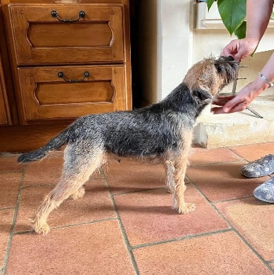 Étalon Border Terrier - Happystone Sayane