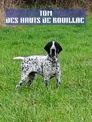 Étalon Braque d'Auvergne - CH. Tom des hauts de rouillac