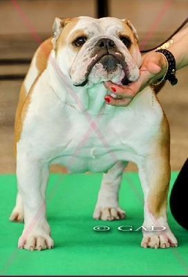 Étalon Bulldog Anglais - Beautypower Bull's Real queen