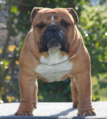 Étalon Bulldog Anglais - Newman king Des éclats De Cassiopée