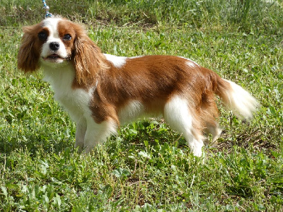 Étalon Cavalier King Charles Spaniel - Uthopie des Cavaliers De Saint Clou