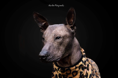 Étalon Chien nu mexicain - cruz condemu Escipion