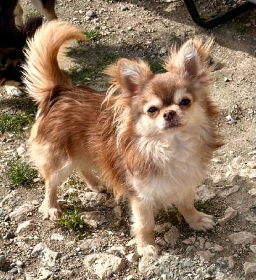 Étalon Chihuahua - Ungaro Des Minis Trésors