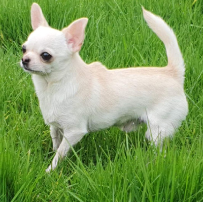 Étalon Chihuahua - Umber De La Foret Aux Tresors