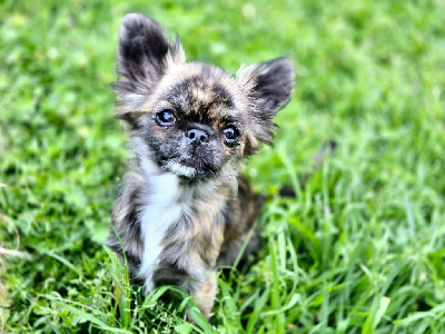 Étalon Chihuahua - Ugly betty alias guapa Des Terres D’Alentejo