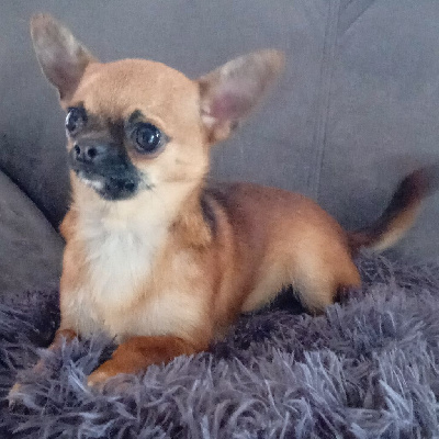Étalon Chihuahua - Ugo du royaume de Casabelle
