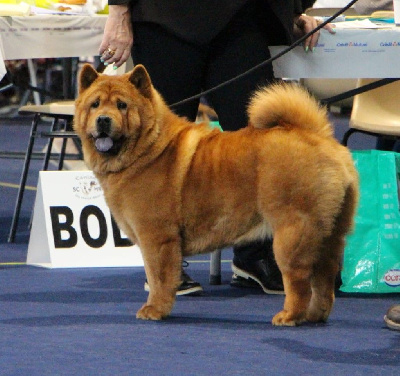 Étalon Chow Chow - CH. Themis Du Clos De La Horde