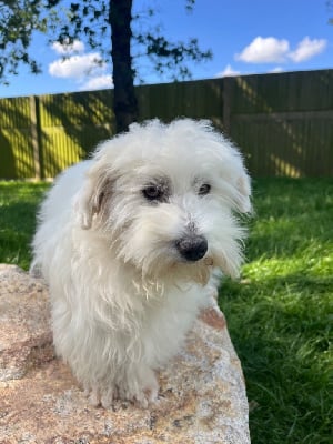Étalon Coton de Tulear - Tendance Des Vents D'Océan
