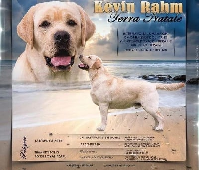Étalon Labrador Retriever - CH. Kevin rahn terra natale