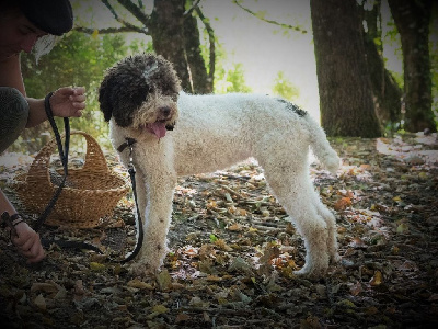 Étalon Lagotto Romagnolo - Sultane (Sans Affixe)