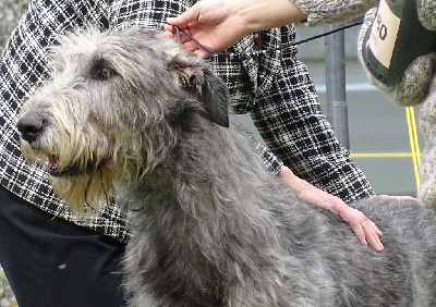 Étalon Levrier Irlandais - Skald d'Ardalie