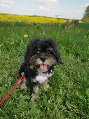 Étalon Lhassa Apso - Saika du Hameau de Crecques