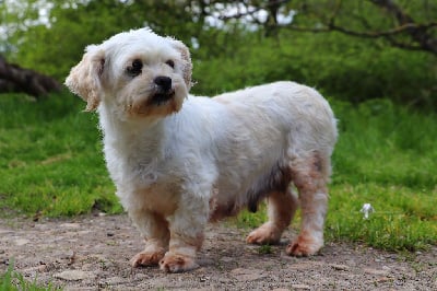 Étalon Lhassa Apso - Nora Der Lenn