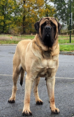 Étalon Mastiff - CH. Rafale californian Du Domaine De Mildred