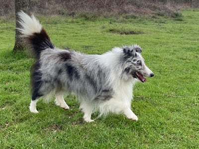 Étalon Shetland Sheepdog - Thor De la foret des reves bleus