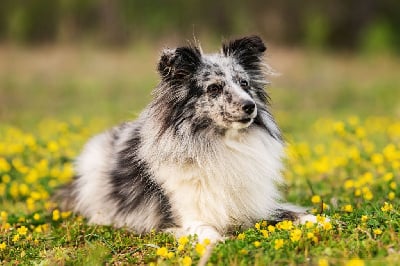 Étalon Shetland Sheepdog - Sky'ny blue love Du Domaine De L'harmonie