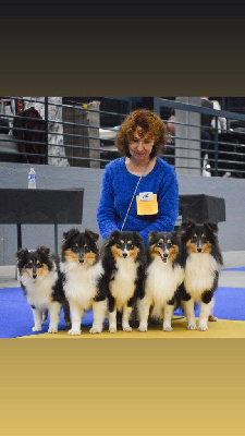 Étalon Shetland Sheepdog - Toundra noire du Cèdre Enchanté