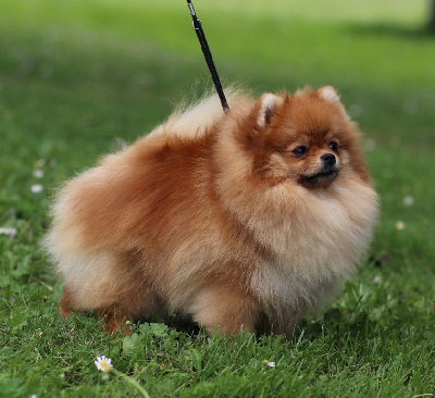 Étalon Spitz allemand - Toffy caramel du royaume des bouts de chou