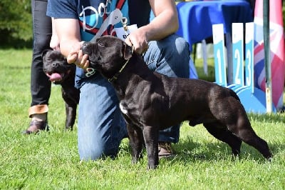 Étalon Staffordshire Bull Terrier - Voila le père