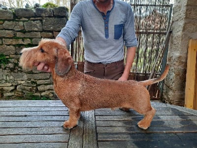 Soledad de la légende d'Androclès