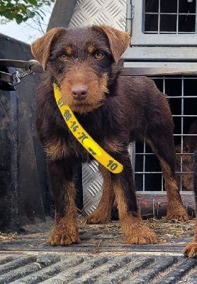 Étalon Terrier de chasse allemand - Ulphia-hourvari (Sans Affixe)