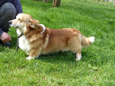 Étalon Welsh Corgi Pembroke - sorrow
