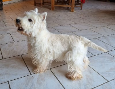 Étalon West Highland White Terrier - Kiss (Sans Affixe)