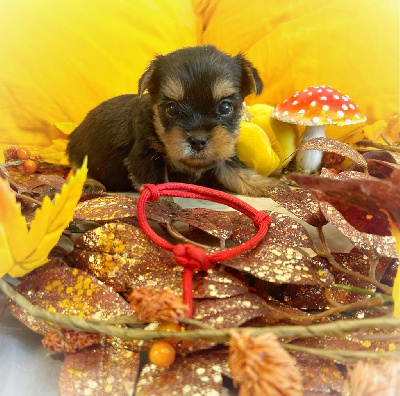 Étalon Yorkshire Terrier - Gabéric's Umbrella