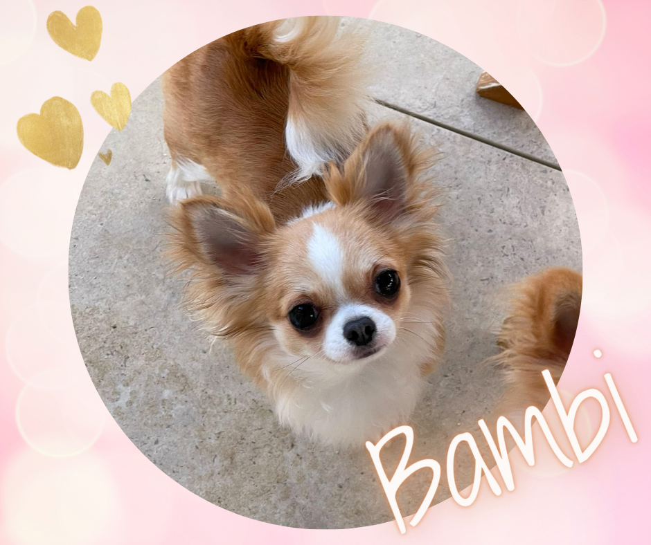 Publication : Des Bandits De Tula