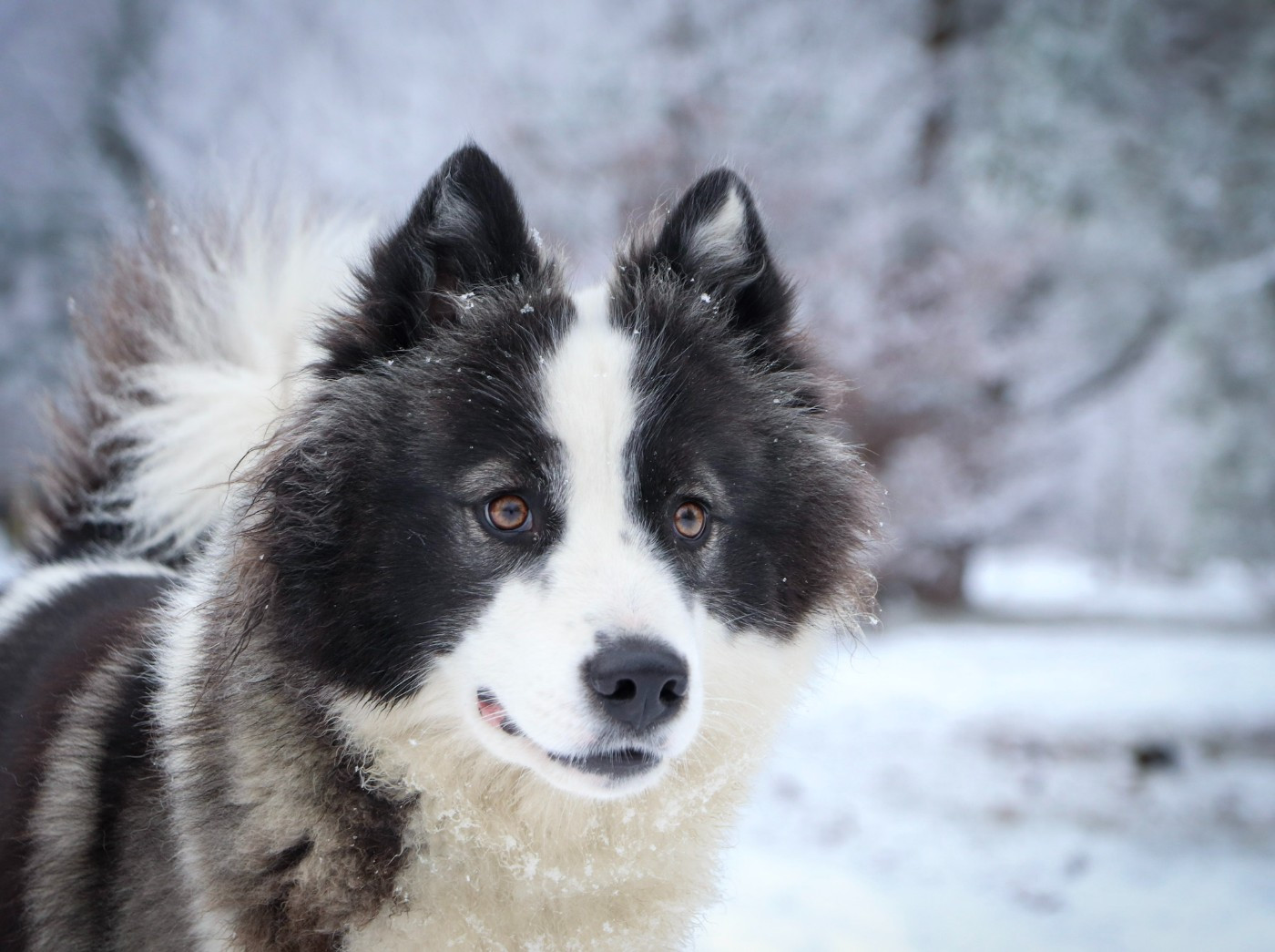 Publication : Des Echos Du Musher 