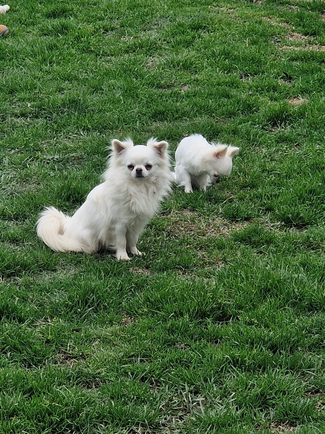 Publication : Des Légendes De Sardelis 