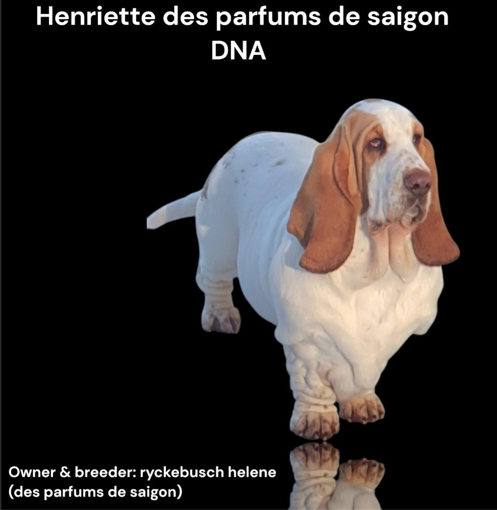 Publication : Des Parfums De Saigon Auteur : Des parfums de saigon