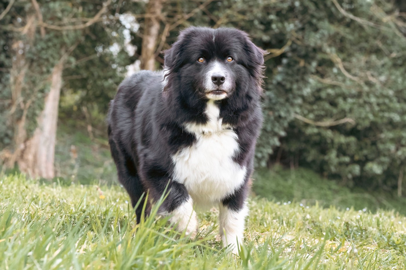 Tahti bellatrix warrior Spirit Little Red Tree