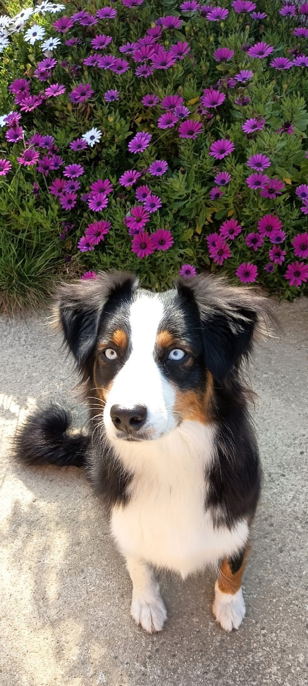 Publication : Des Champs De Beyssac Auteur : Des champs de beyssac