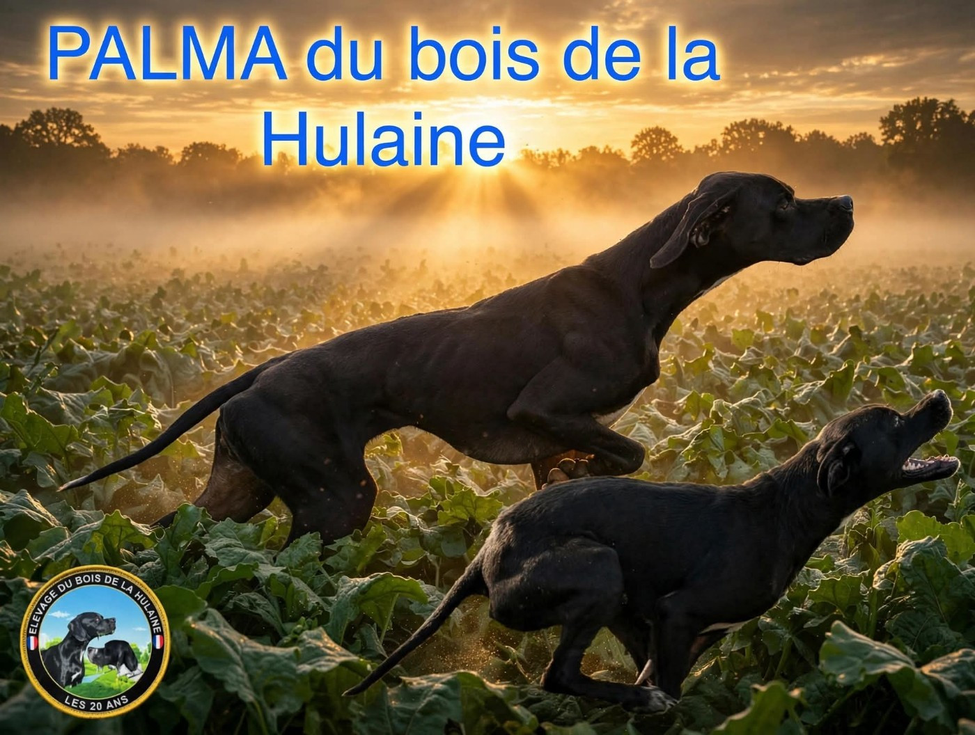 Palma du bois de la Hulaine