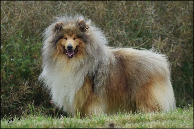 Publication : du bois des amazones Auteur : Of Sparkling Lake