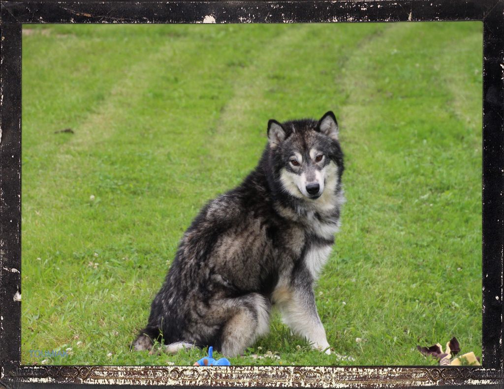 Publication : Des guerriers chippewas 