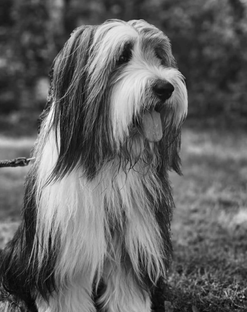 Publication : Dream From Highland's Auteur : Cathy Durand