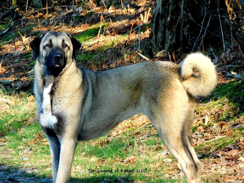 Publication : The Legend Of Kangal Auteur : The Legend of Kangal