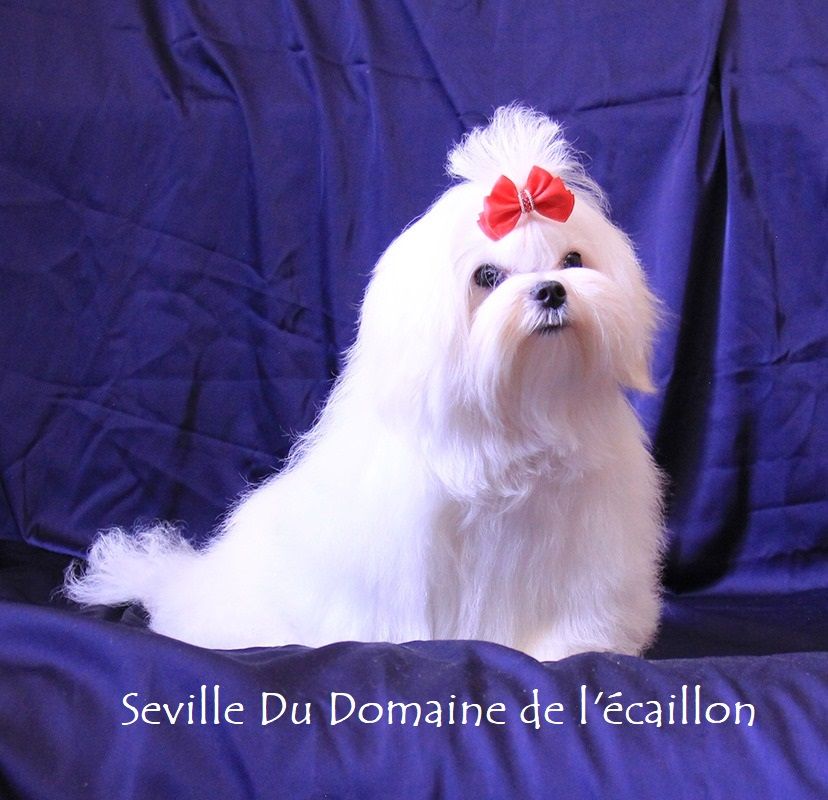 Publication : du Domaine De L'écaillon