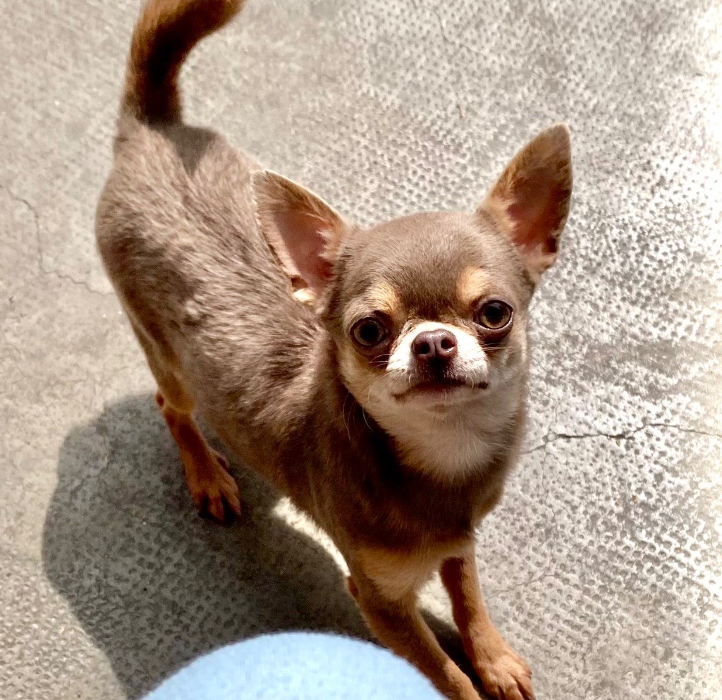 Publication : Des Pattounes Douces 