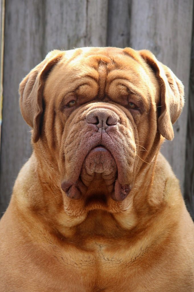 CH. Hooch de force of mazzel