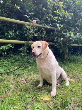 Publication : de la Vallée de Saint Samson