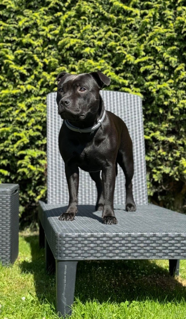 Publication : From The Staffords Lair Auteur : Baptiste