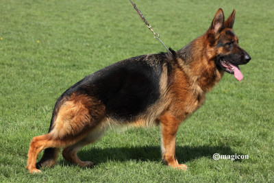 Étalon Berger Allemand - CH. Téa Vom haus thalie