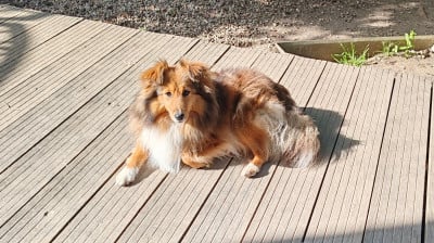 Étalon Shetland Sheepdog - Cardasse Ametsak Reggae night from meloffin