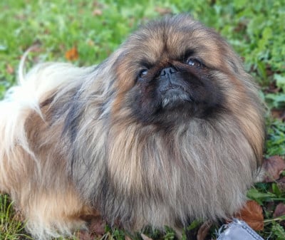 Étalon Pekinois - Tommy du jardin de vatsana